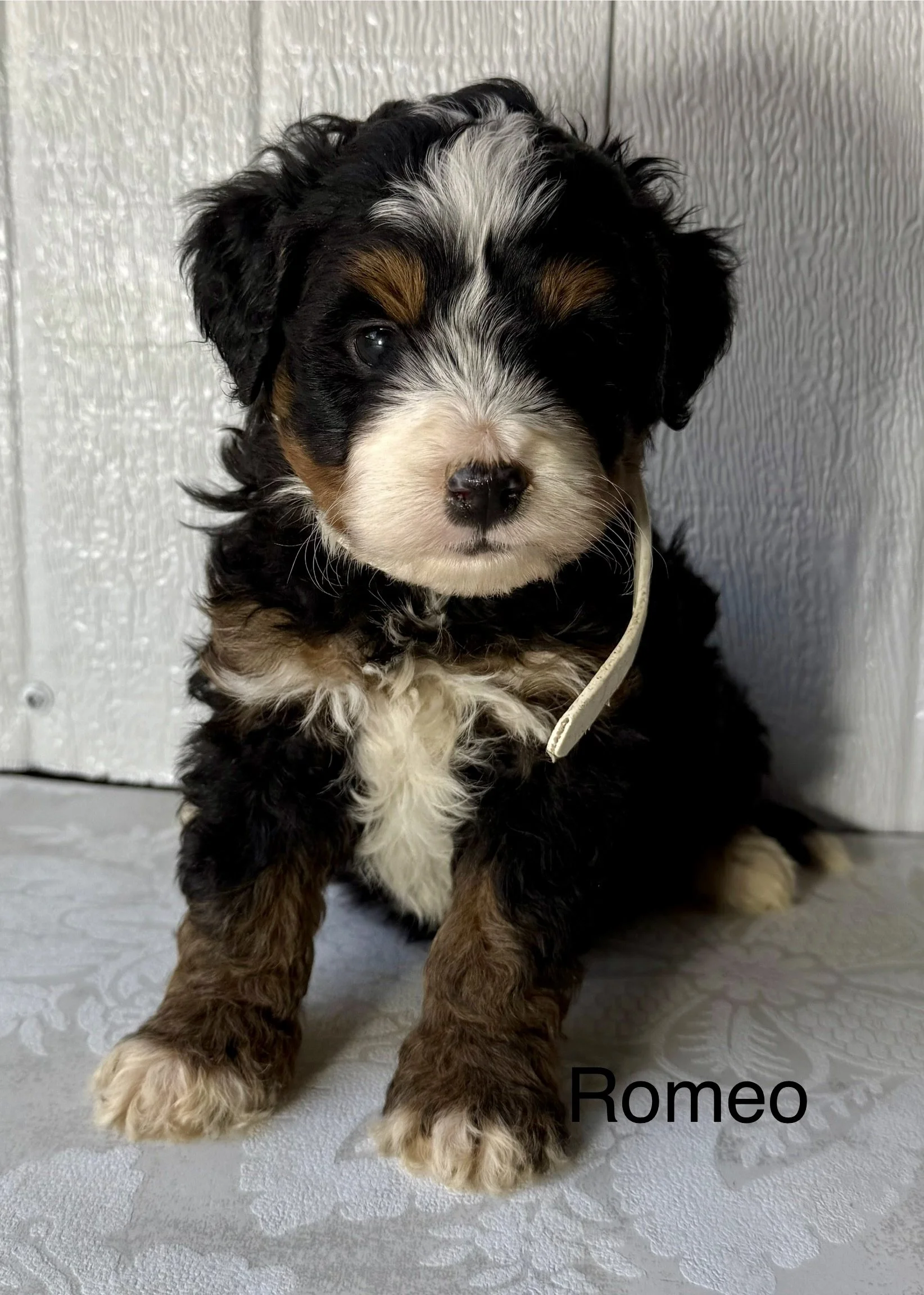 (SOLD) Romeo - Male - White Collar - Tri - Colored - $2895 He is the male pick of the litter!