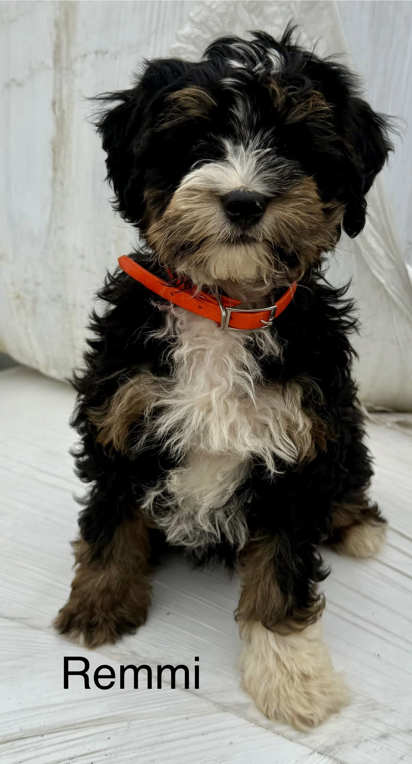 (SOLD) Remmi - Male - Orange Collar - $1995