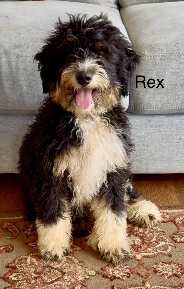 (SOLD) Rex - Małe - Green Collar - $995