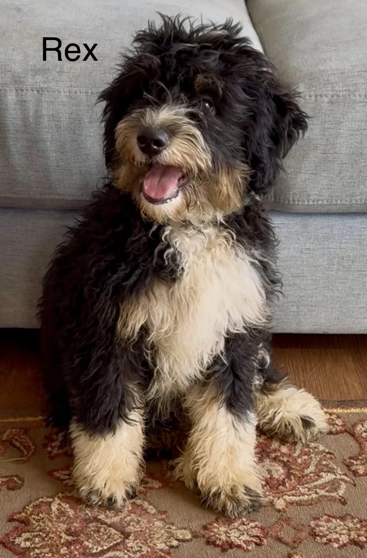 (SOLD) Rex - Małe - Green Collar - $995