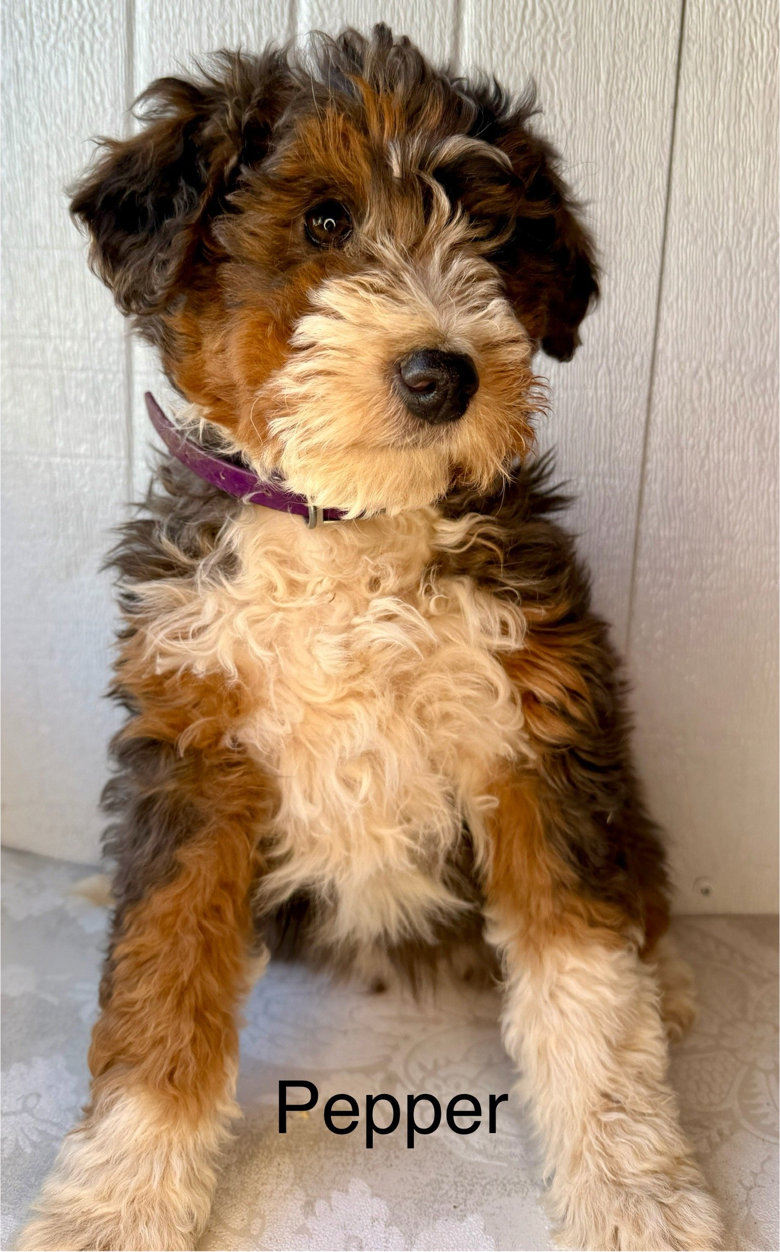(SOLD) Pepper - Female - Purple Collar - $895