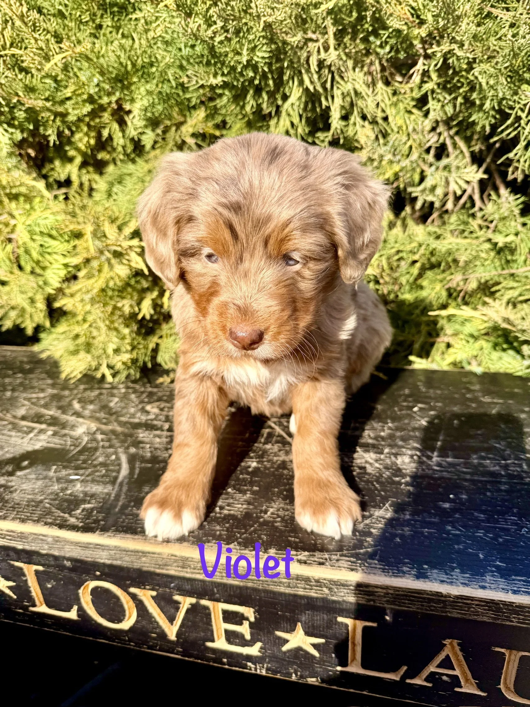 Luna and Obi Litter 2nd Generation Bernedoodle Puppies Born 1/15/26