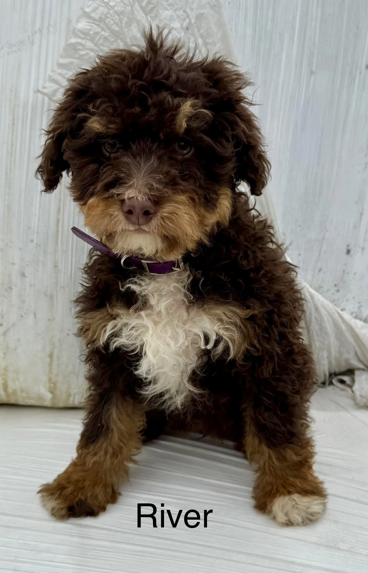 (SOLD) River - Female - Purple Collar - $995