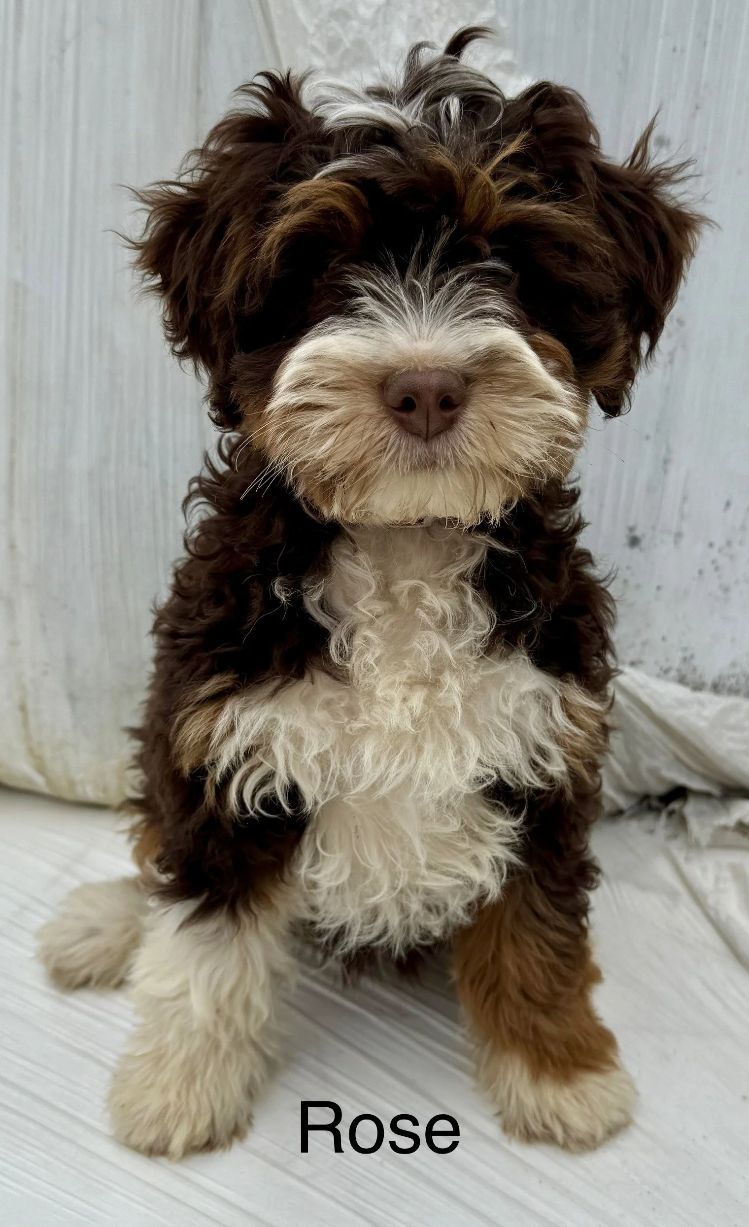 (SOLD) Rose - Female - Pink Collar - $2995