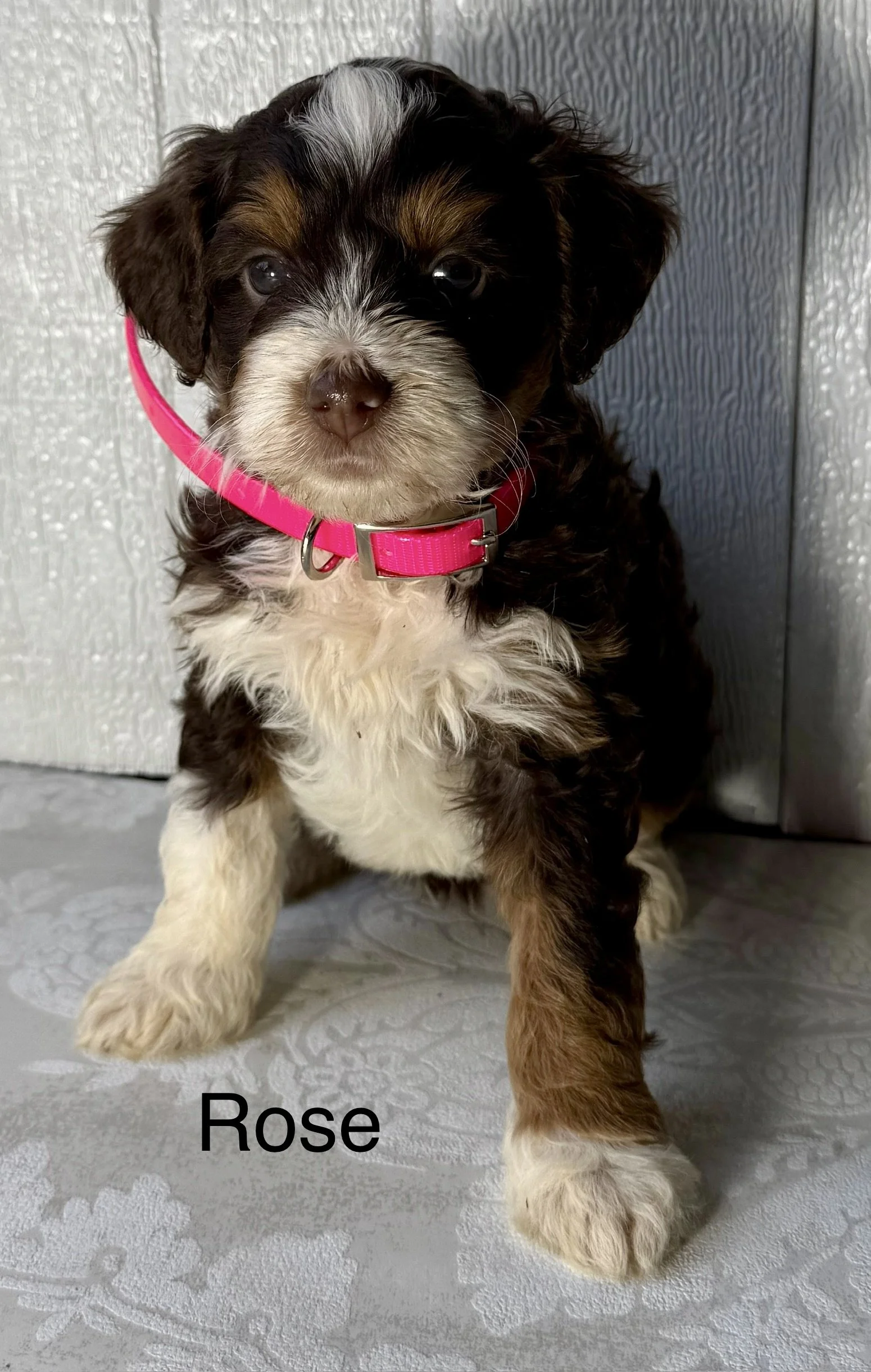 (SOLD) Rose - Female - Pink Collar - Chocolate - $2995 She is the female pick of the litter!