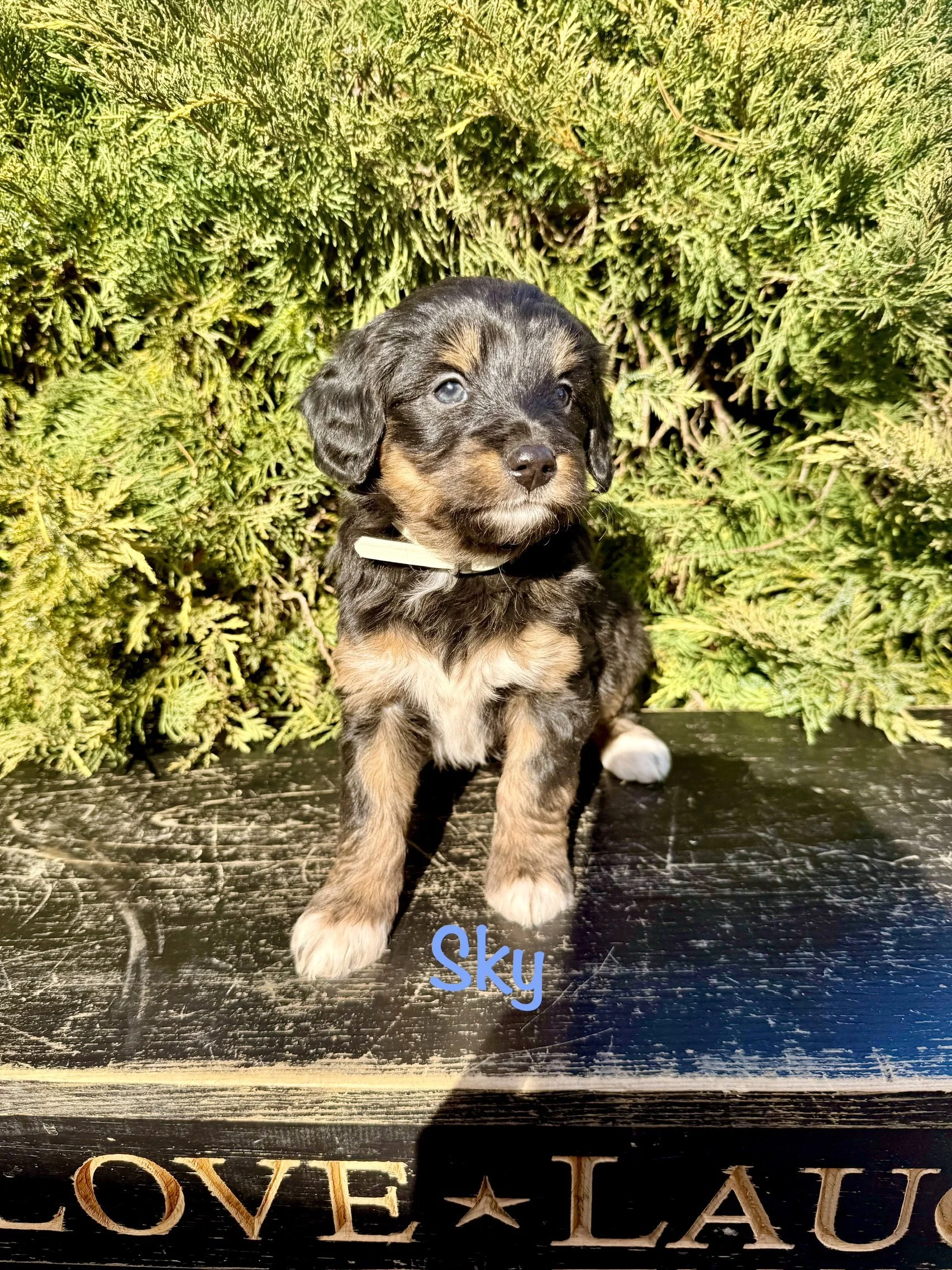 Sky is a female and she is the only female try-colored.  She looks like a miniature Bernese Mountain Dog. $3000