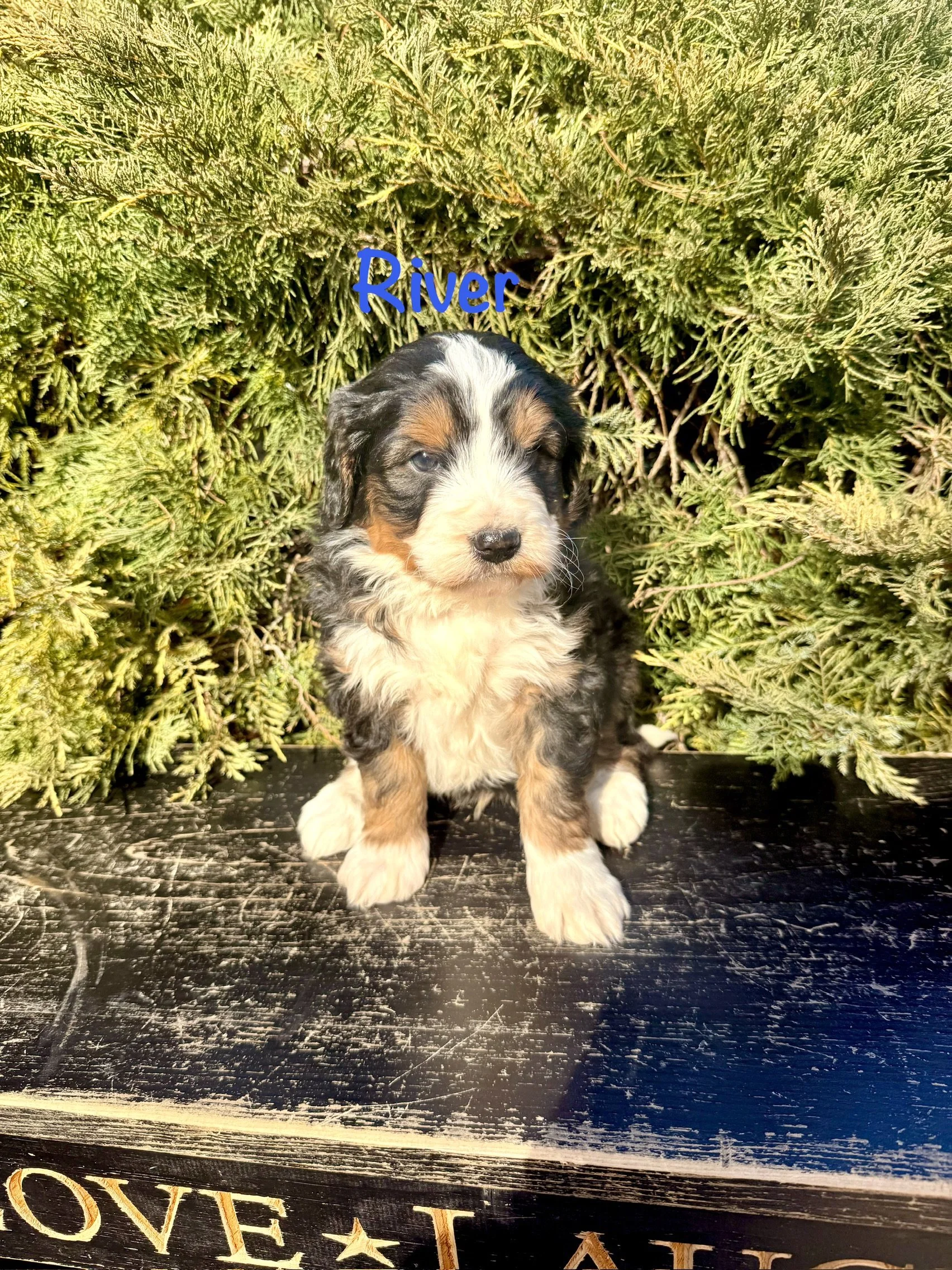 River is a male tri-colored Bernedoodle $3,000
