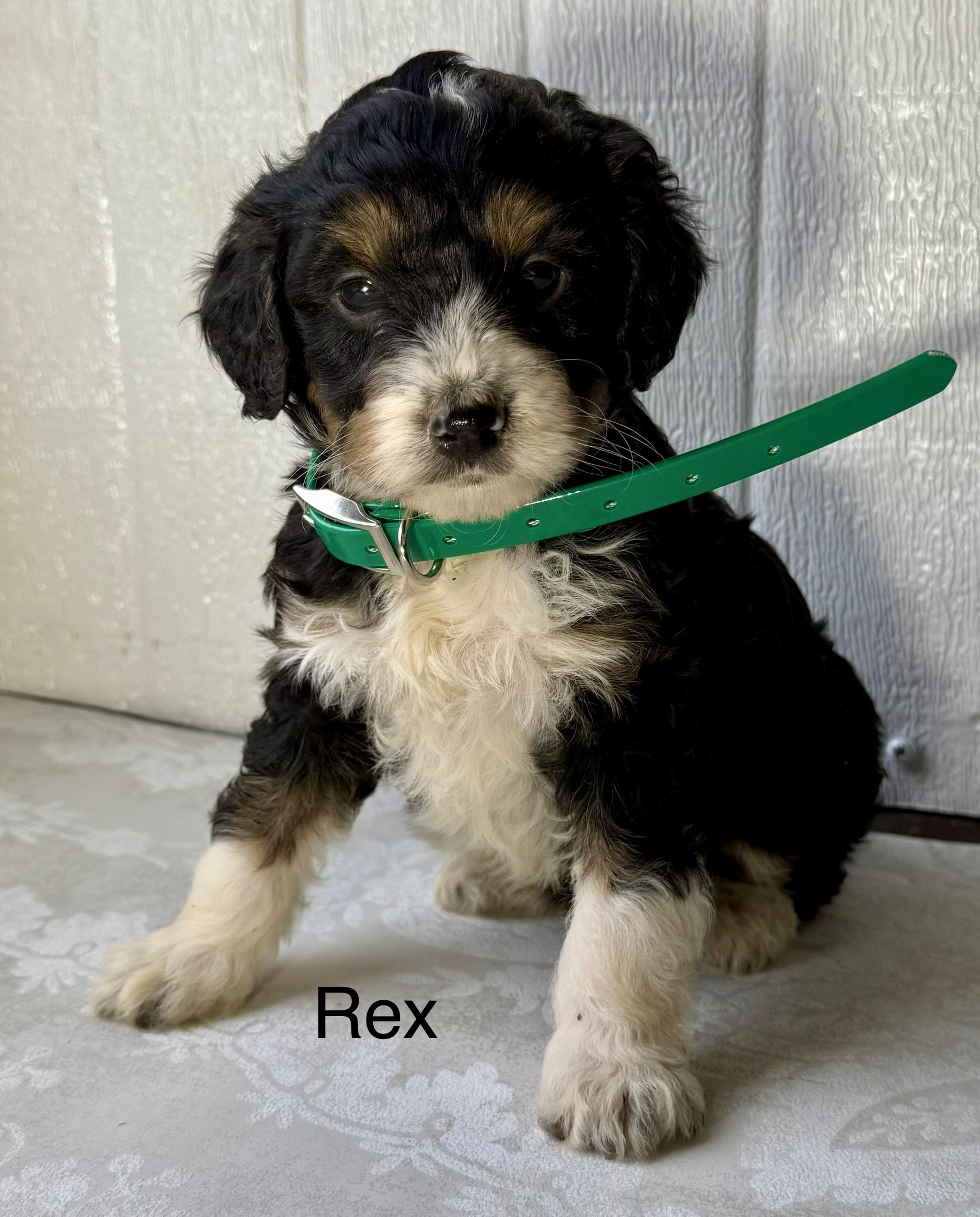 (SOLD) Rex - Male - Green Collar - Tri-Color  - $995
