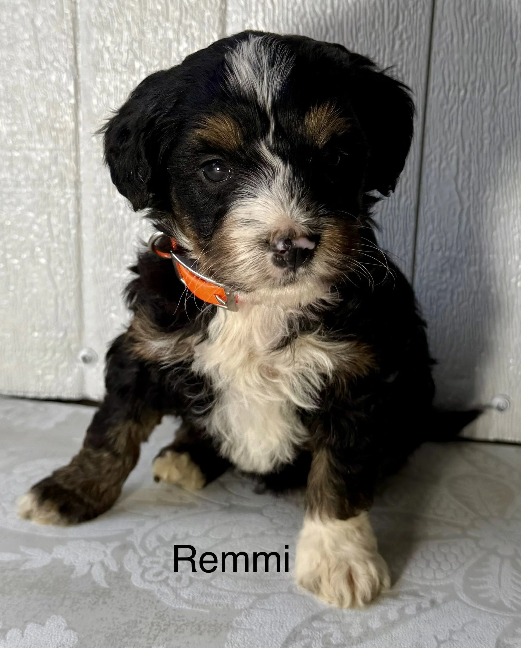 (SOLD) Remmi - Male - Orange Collar - Tr-Colored - $1995