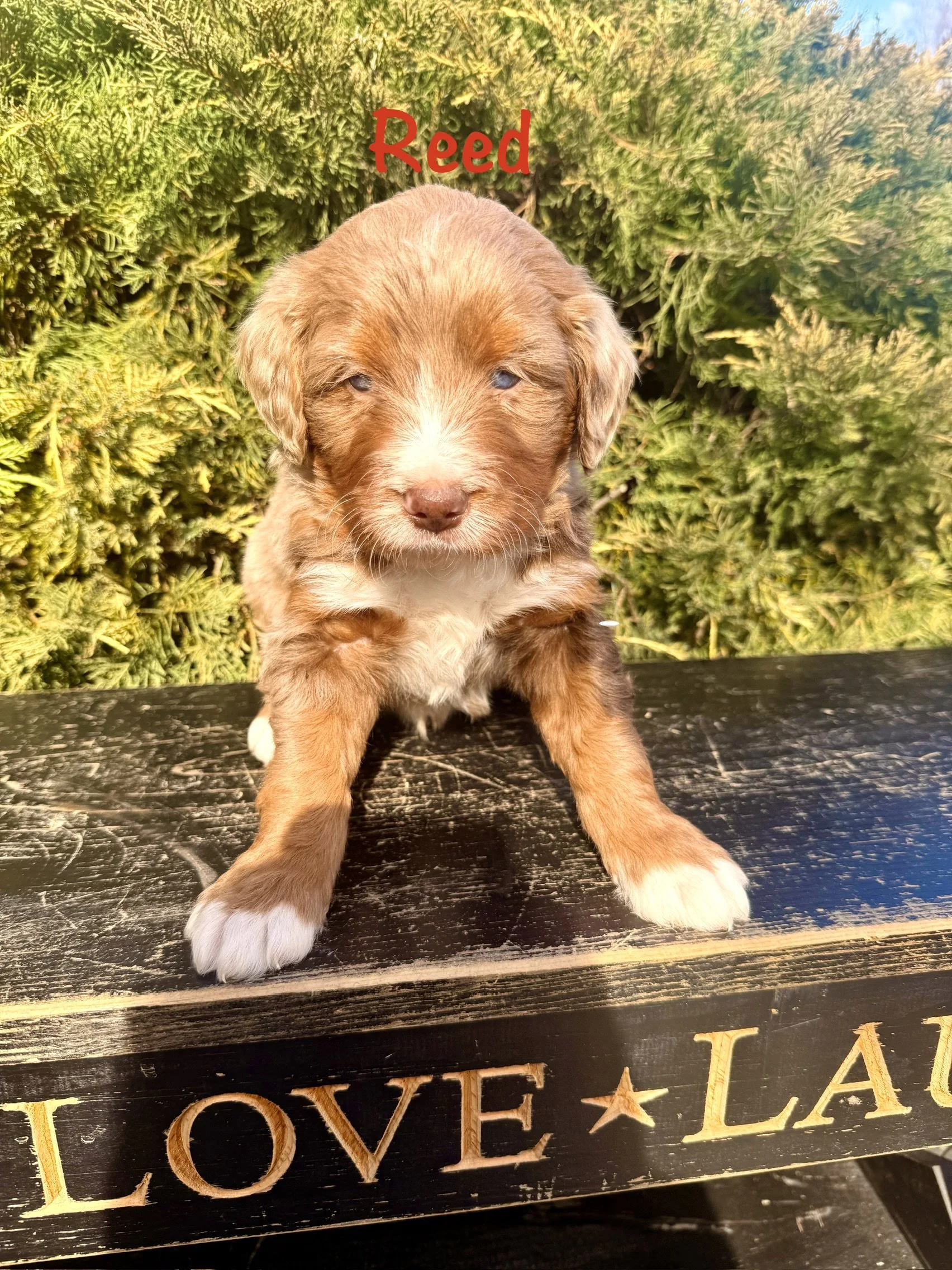 Reed is a male chocolate merle with two stunning blue eyes $3,000
