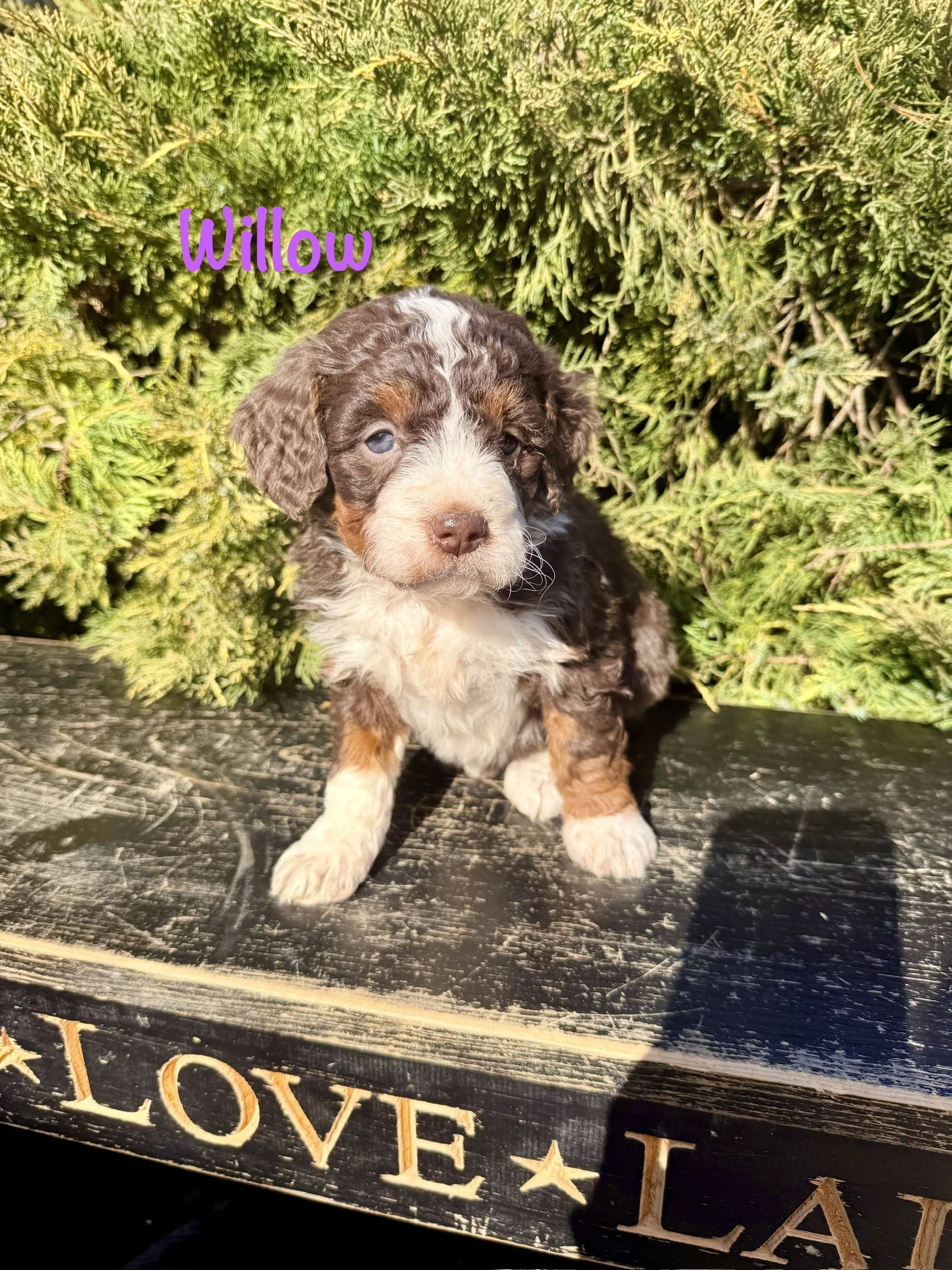 Willow is a female chocolate. She is the only chocolate in this litter. $3000