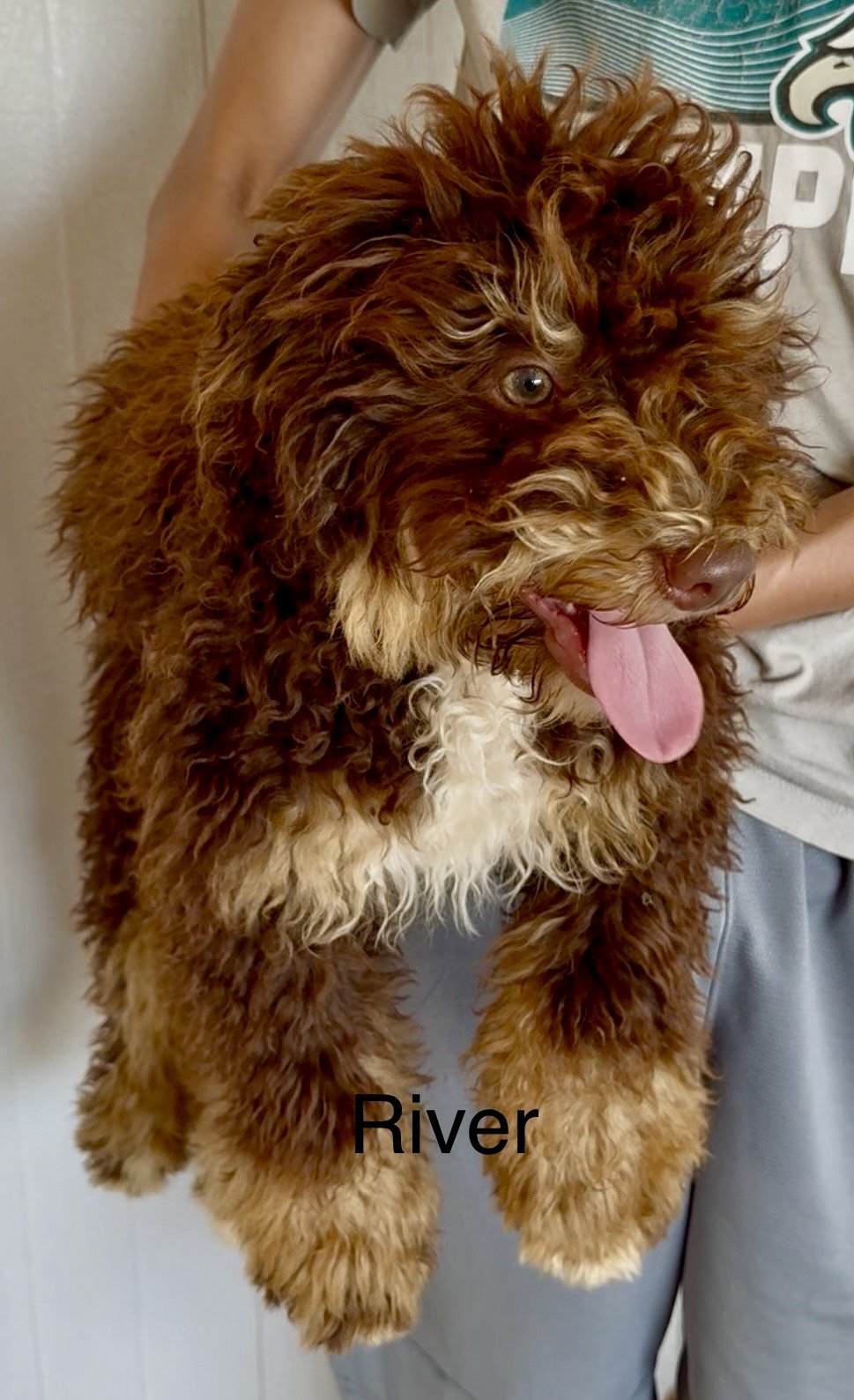 (SOLD) River - Female - Purple Collar - $995