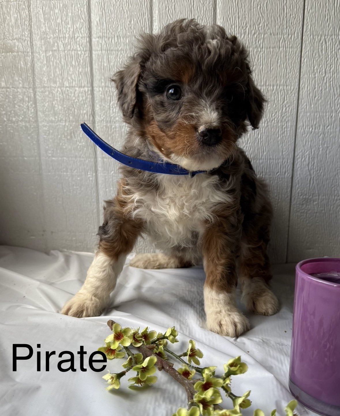 Pirate - Male - Blue Collar - $1195 (SOLD)