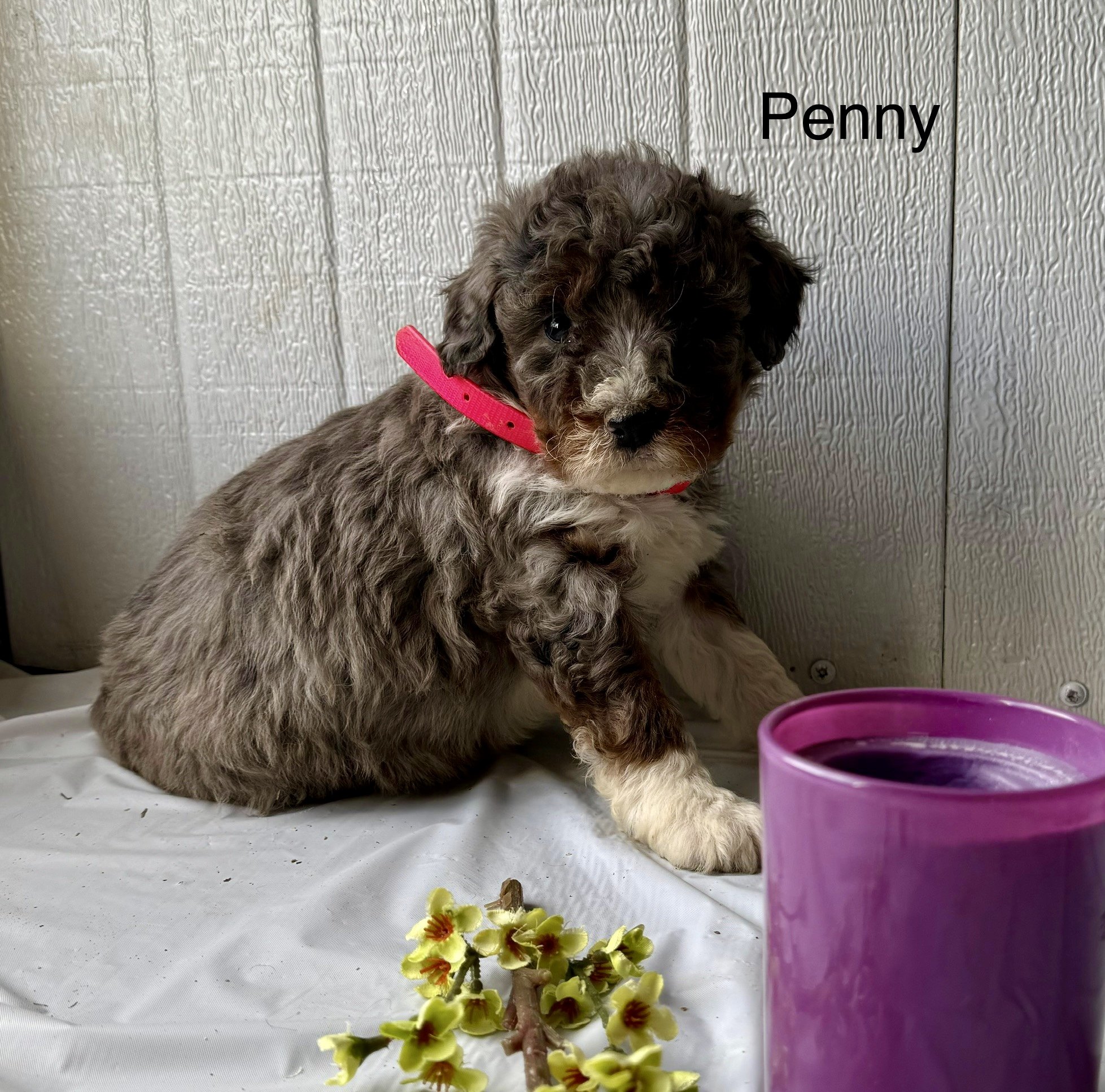 (SOLD) Penny - Female - Pink Collar - $895