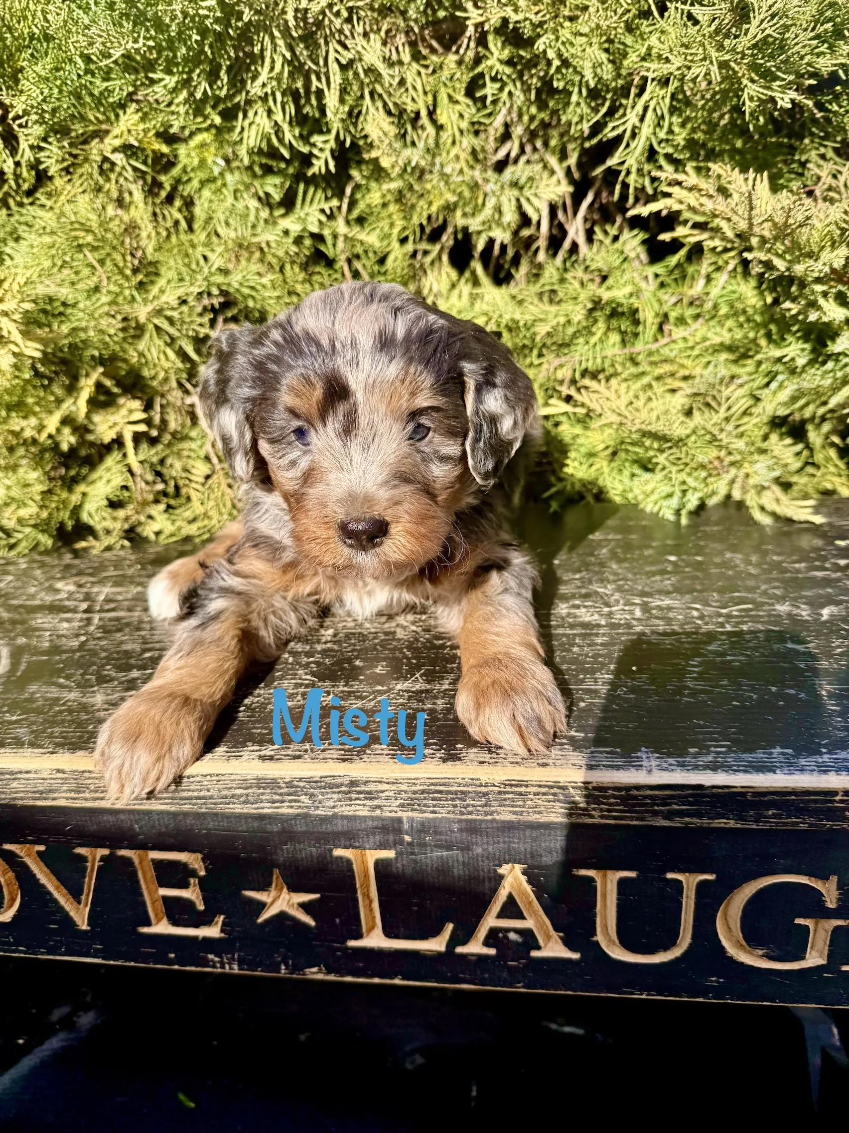 Misty is a female dark blue merle.  $3000
