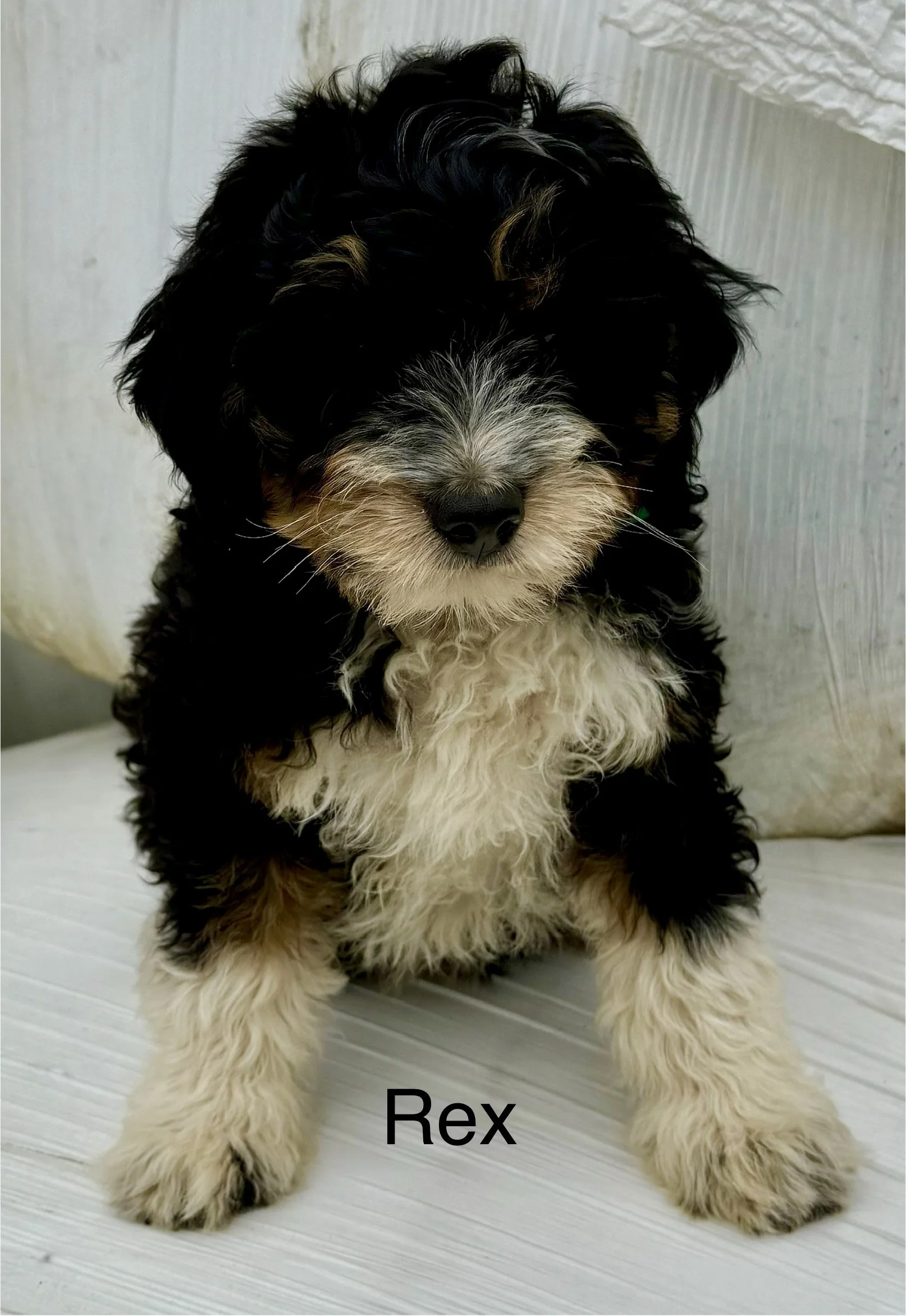 (SOLD) Rex - Male - Green Collar - $995