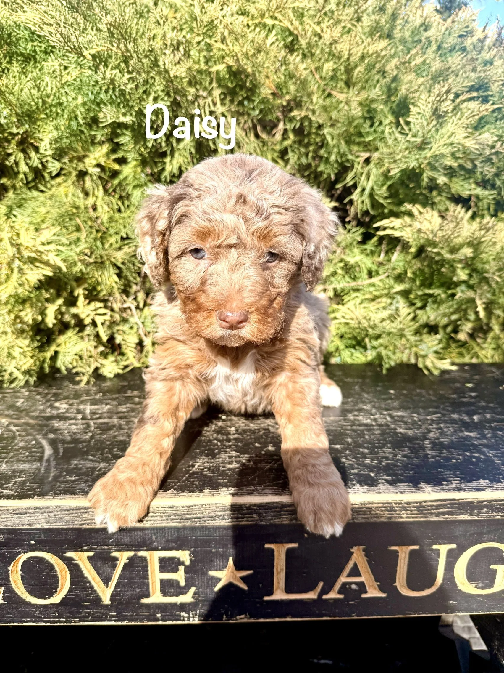 Daisy is a female chocolate merle with two stunning blue eyes. $3,000
