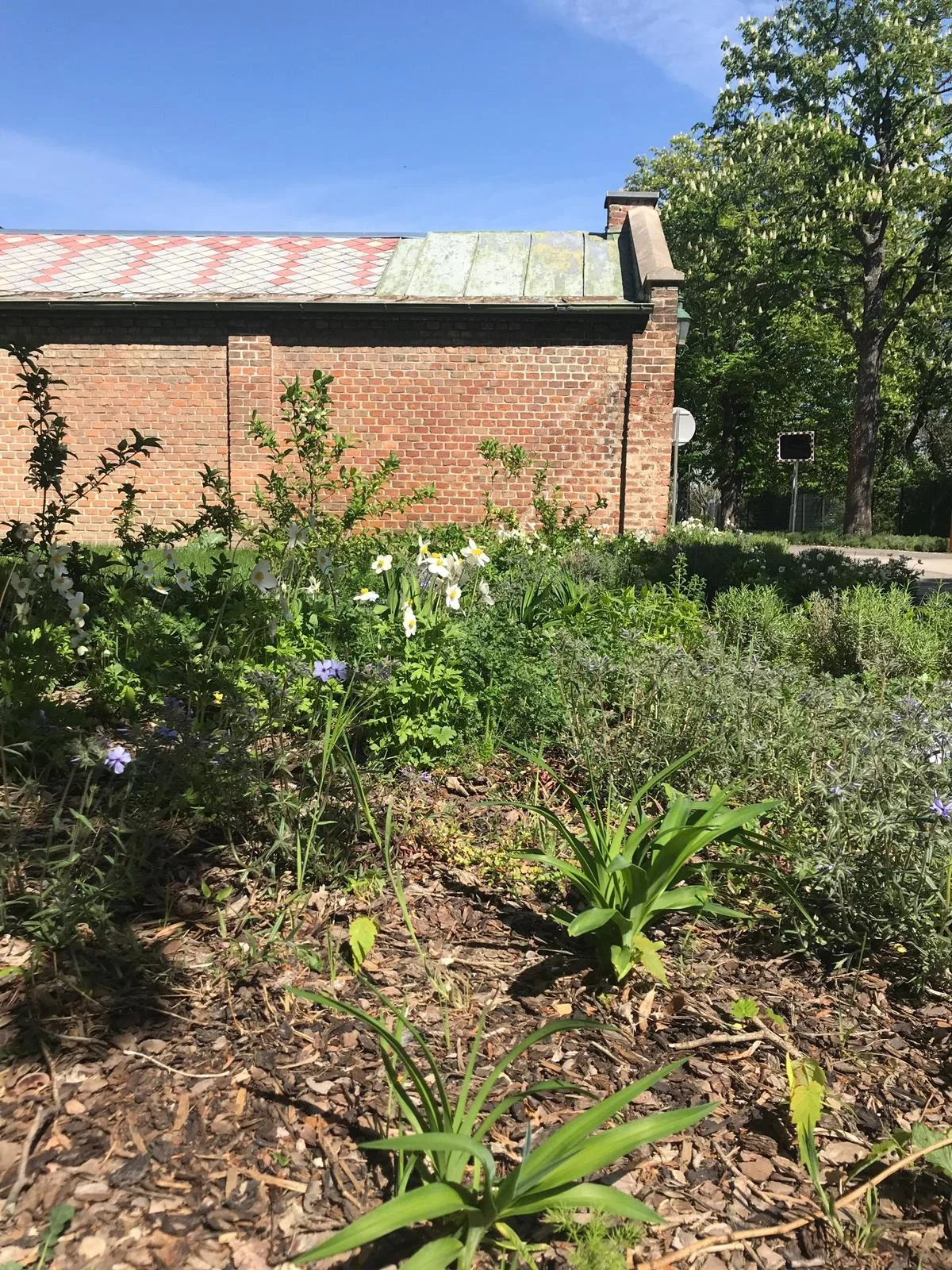 erste blüten im sommer