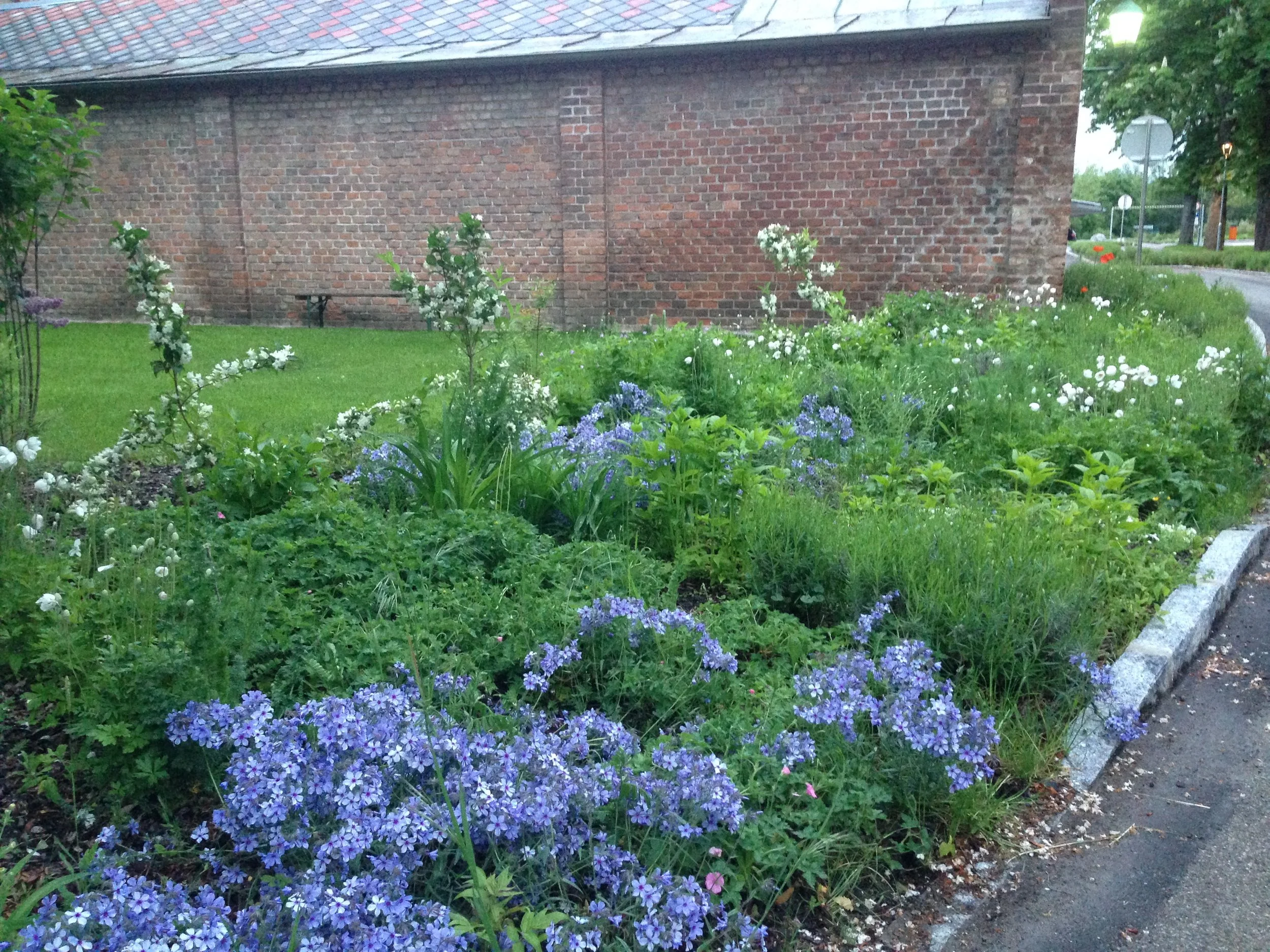 vinca und anemonen im frühling 2019