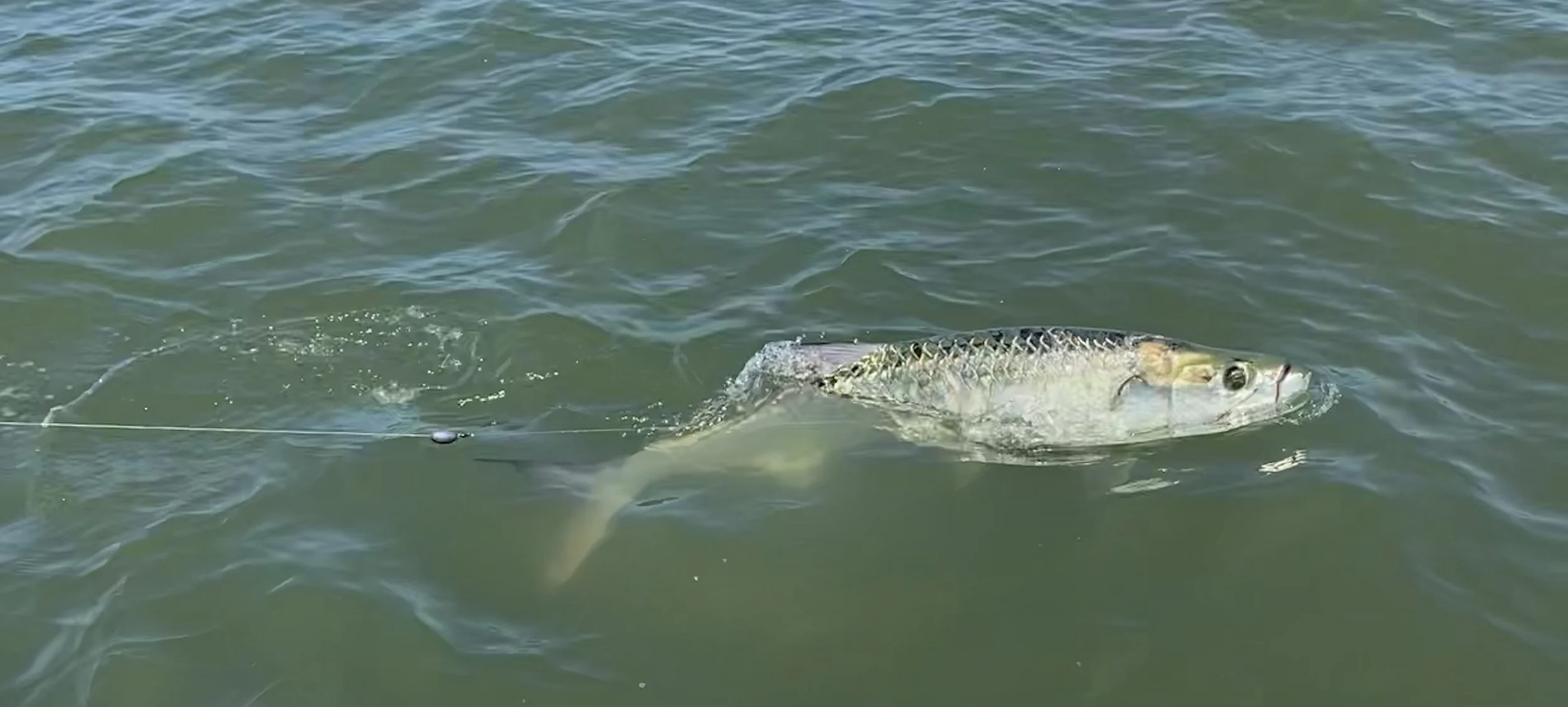 the silver king also known as tarpon in the summer and early fall in Hilton Head Island inshore and nearshore. 
