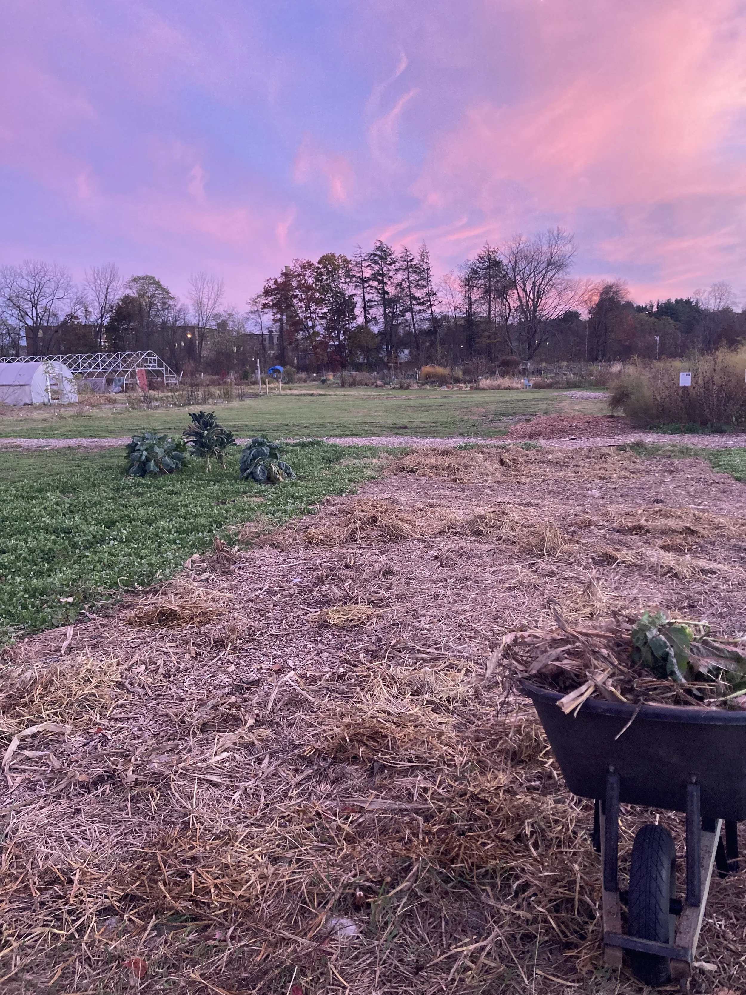 Beyond the Horizon: Seed Saving and Fall Bed Prep