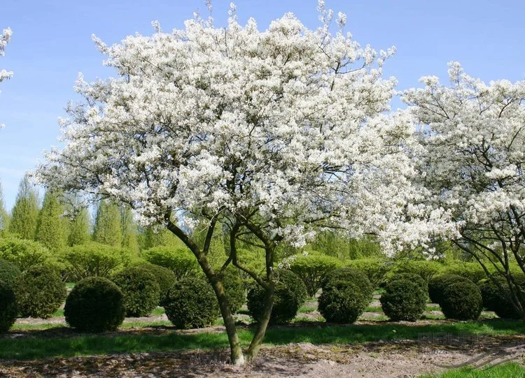 Amelanchier/Serviceberry Tree