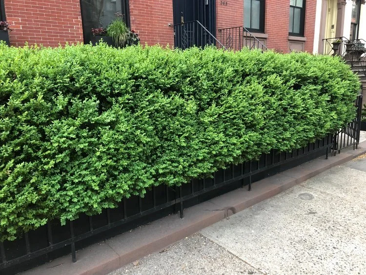 'Green Mountain' Boxwood