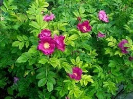 Rosa Rugosa Nature Hills Nursery
