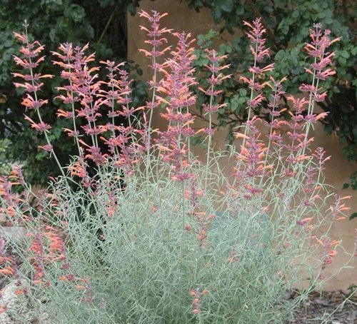 Agastache