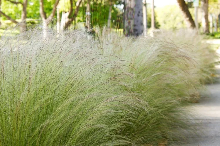 Mexican Feather Grass