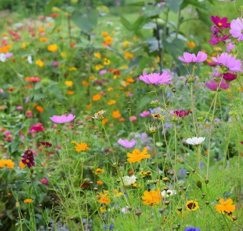 Northeast Meadow Mix from American Meadows
