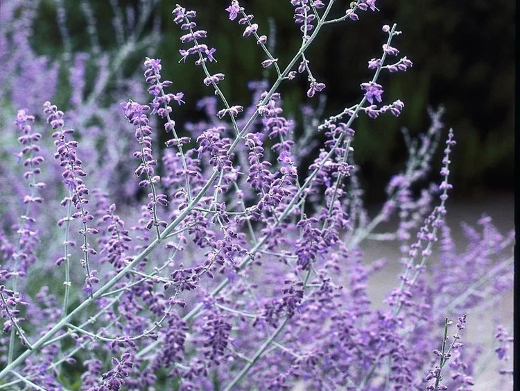 Russian Sage/Perovskia