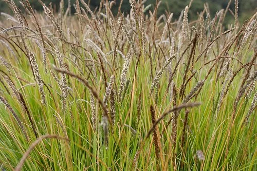 Autumn Moor Grass