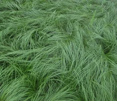 Carex/Sedge Grass