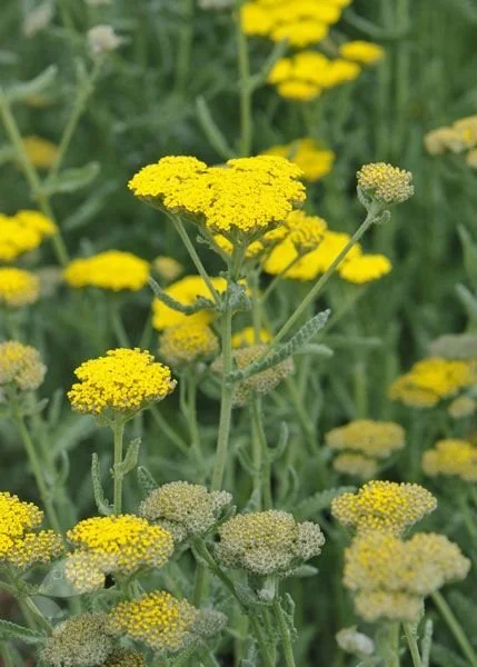 Achillea/Yarrow from American Meadows