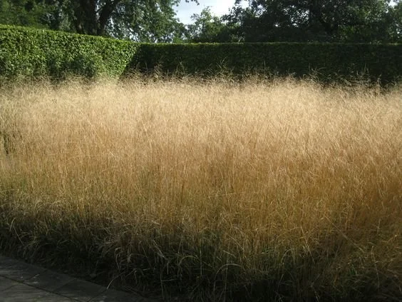 Deschampsia Cespitosa