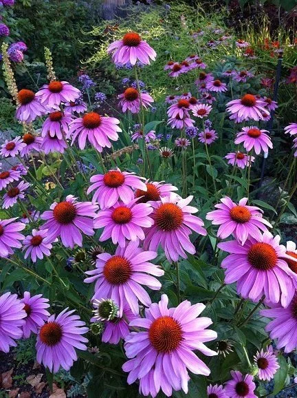 Echinacea/Coneflowers