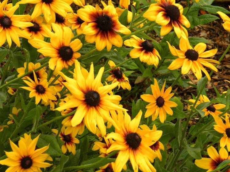 Rudbeckia/Black-eyed Susans