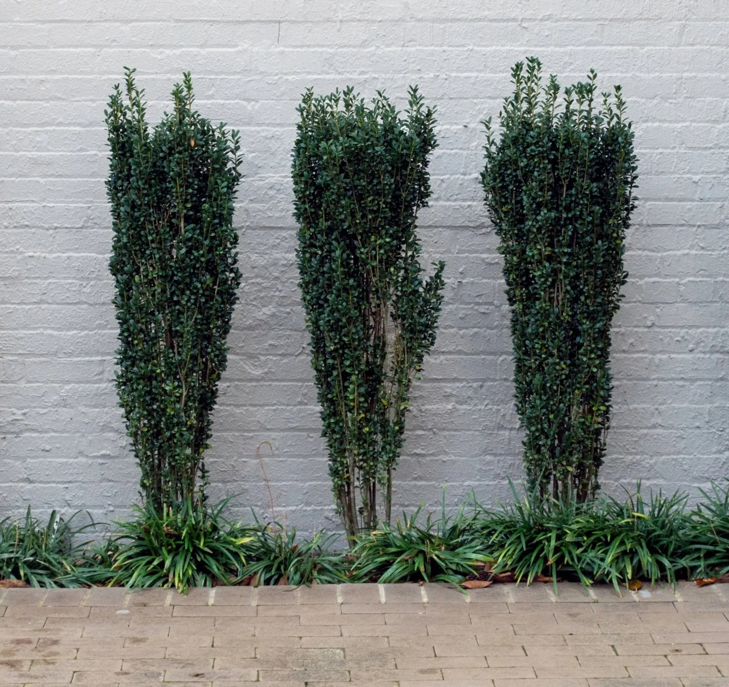 10 Plants I am NOT Obsessed with—and 10 Alternatives to Consider