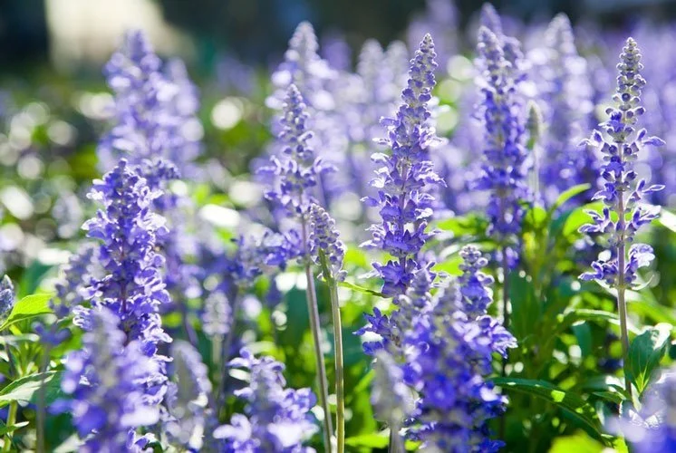 Hyssop