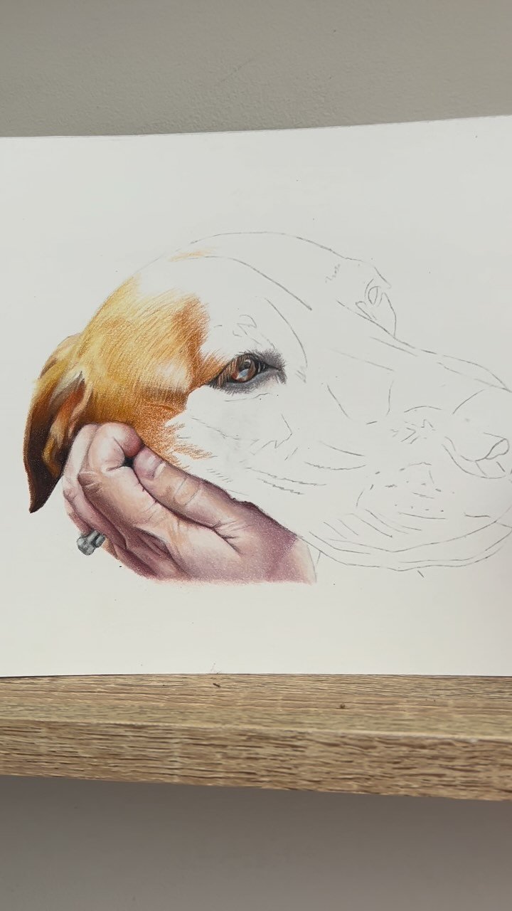 Still a long way to go with this portrait of a fox red lab with her owner, but I’m happy with how it’s going so far! I love the reference photo from my client I think it’s adorable. I was so anxious to start the hand as firstly hand
