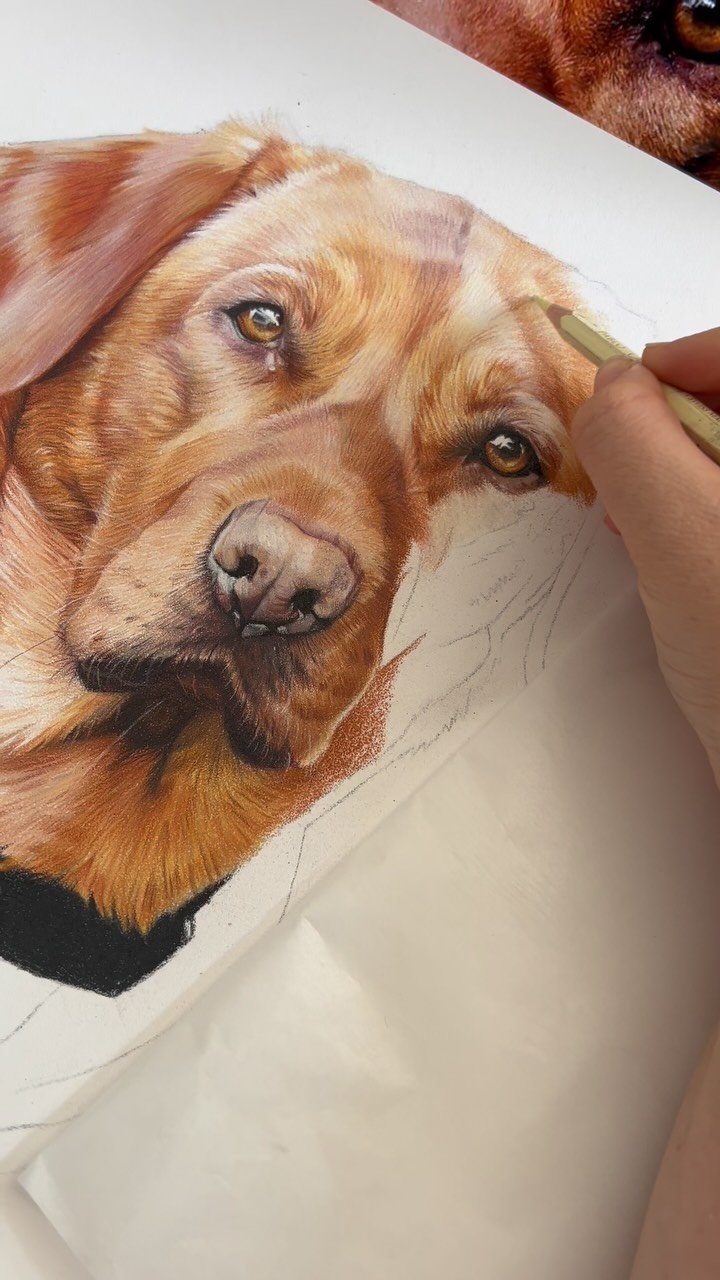 I feel like this portrait is taking FOREVER. I’ve been at it for about 3 weeks on and off, between working on smaller commissions. I use Pastelmat and it takes layer upon layer upon layer before it gets to a point where I can get smooth, sharp