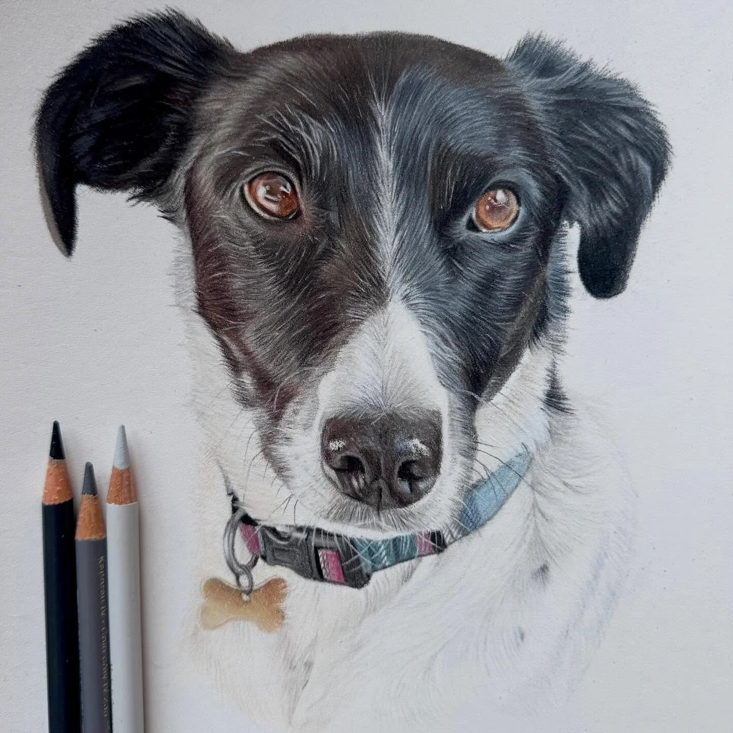 Freddy 🤍 This was a Christmas commission so I&rsquo;m able to share this now! He was a beautiful boy who very sadly passed away last year. Being a sighthound owner and lover I&rsquo;m always over the moon to be asked to draw one. Would love to know 