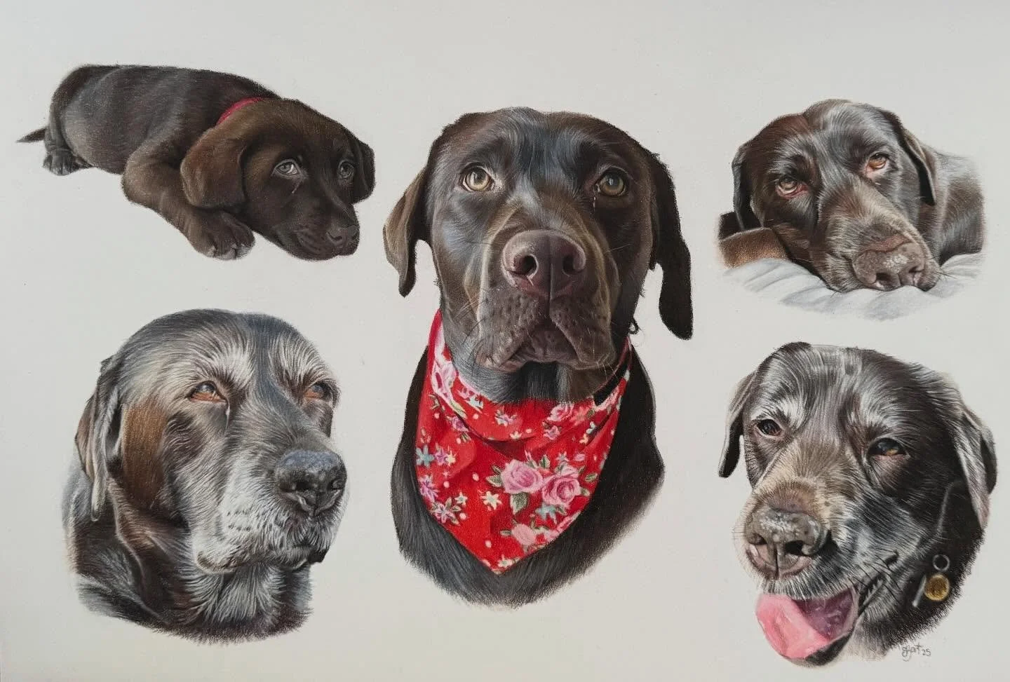 Some closer pictures of my collage portrait of willow 🥰🤍🐾 I really love doing these and plan to do lots more this year ✏️

Drawn on 11x14in Pastelmat using various brands of coloured pencil 

#colouredpencildrawing #colouredpencilart #chocolatelab