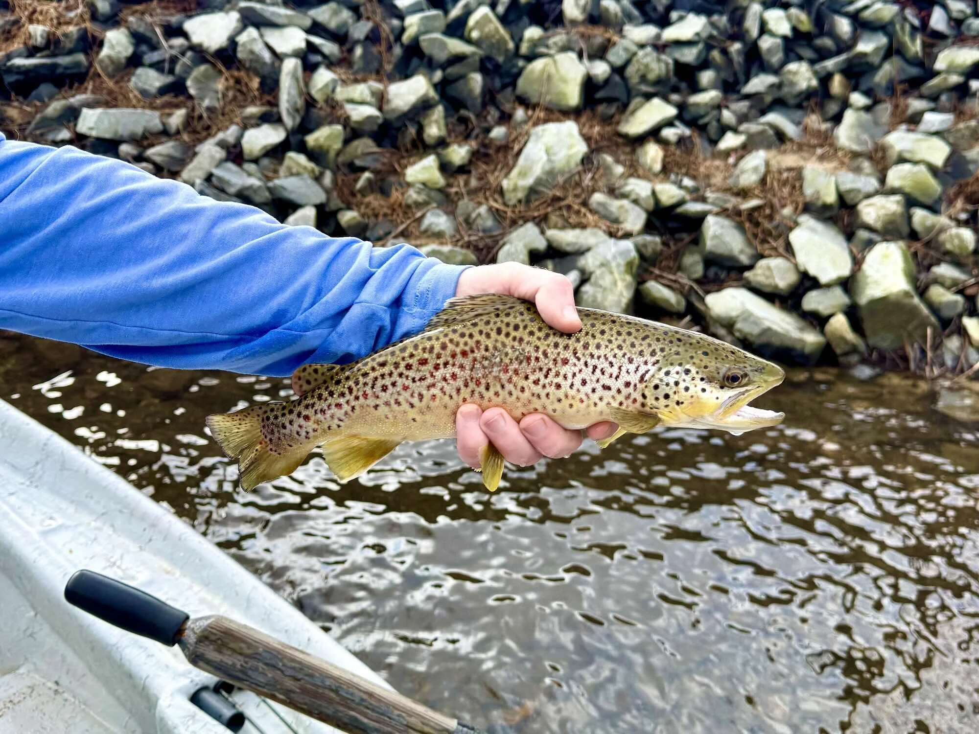Brown trout caught fly fishing on the Toccoa River in Blue Ridge Georgia