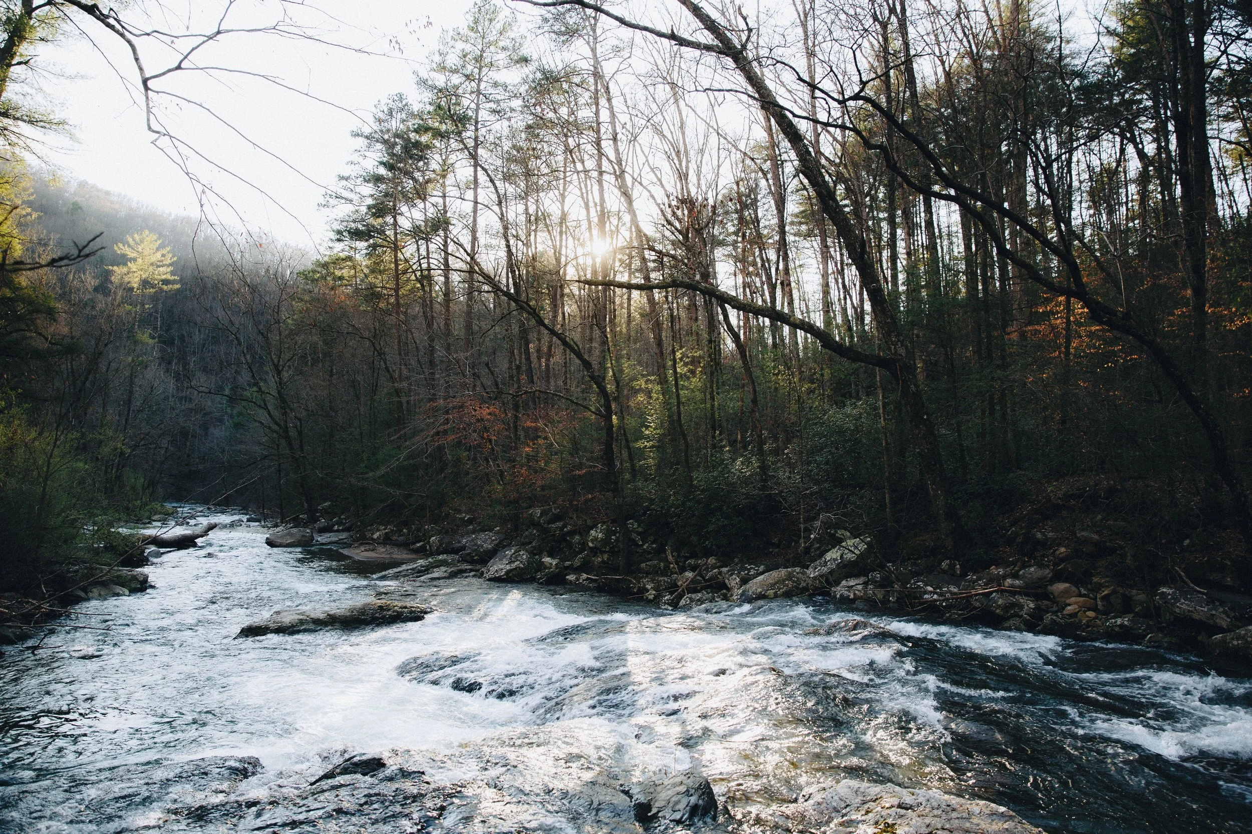 A scenic view of a flowing river surrounded by dense forest, with sunlight filtering through the trees.