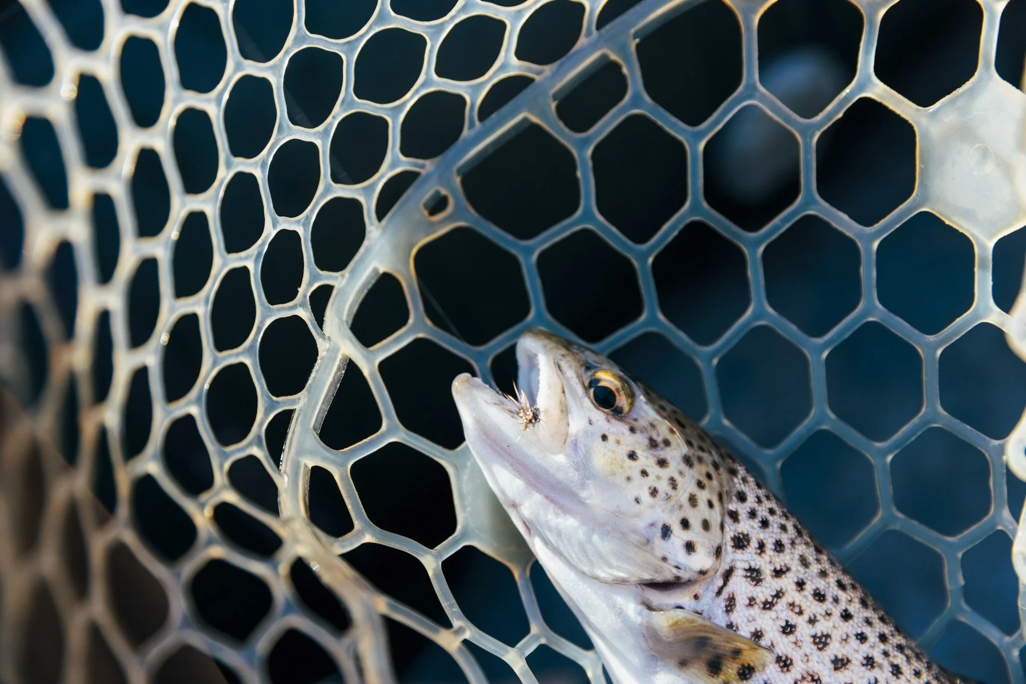 Brown trout caught on a black caddis dry fly during the February hatch on the Toccoa River.
