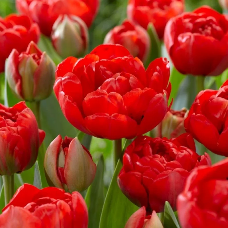 Tulip Bulbs- Bold Brilliance Collection