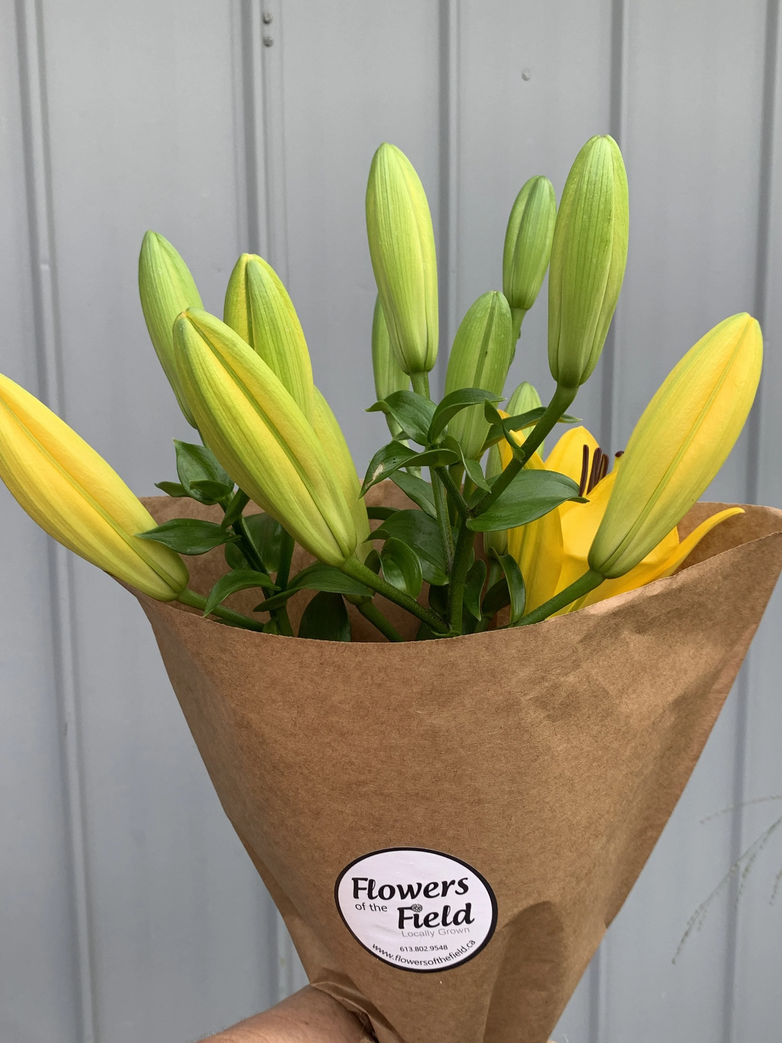 Lily Bunch- Yellow