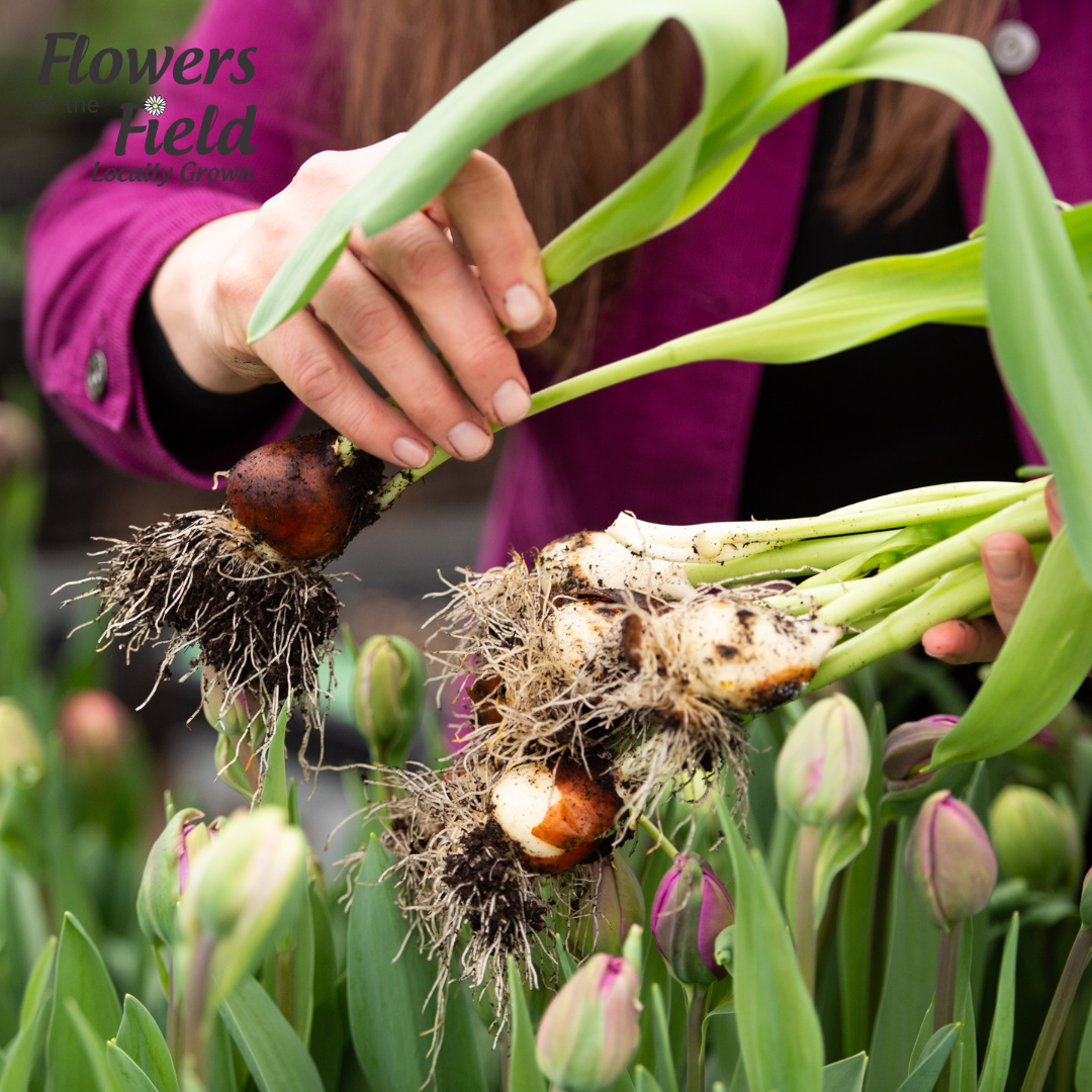 Harvesting Tulips.png